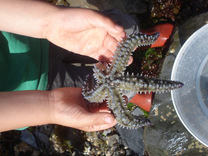 Spiny starfish. Image: Ruth Williams.