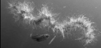 String jellfish www.divingimages.co.uk (c) Neil Hope