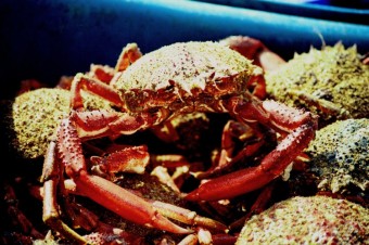 Jack spider crab © S Davis