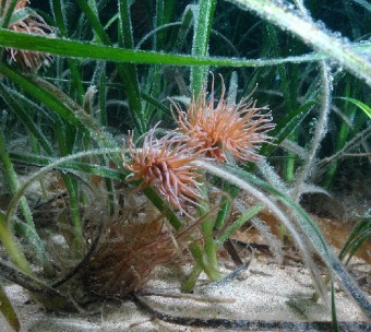 Anemonia on Zostera. Photo by Keith Hiscock