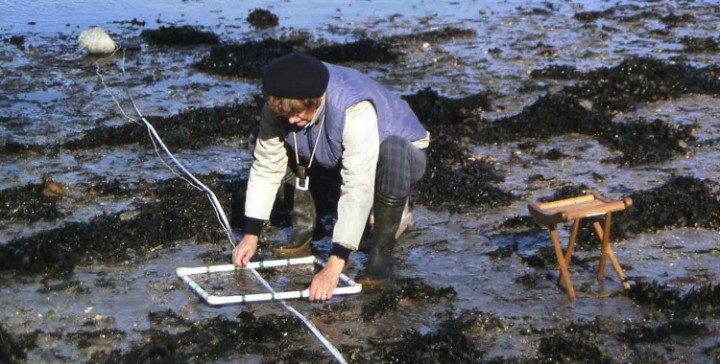Dr Pamela Tompsett surveying a Norman Holme transect in the Helford, 1996.